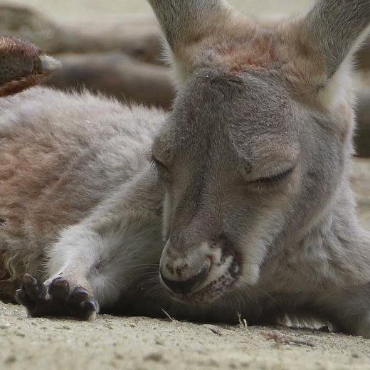 Red kangaroo 2025／Higashiyama Zoo and Botanical Gardens #zoo #animals