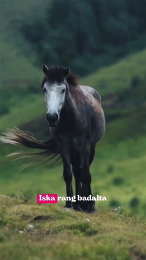 Khaptad National Park Nepal Tour | Beautiful Nature & Hidden Paradise of Nepal #shorts #travel