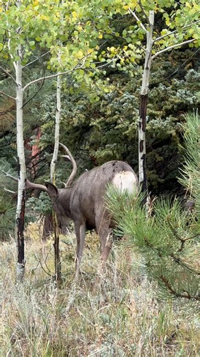 6.6K views · 127 reactions | We caught this buck marking his territory this week! Male deer rub their antlers and scent glands as a way to signal dominance and hopefully attract a mate. Now that we’re in rutting season, keep your eyes peeled for these distinct markings on trees around the park! 歷 | Staunton State Park - Colorado Parks and Wildlife | Facebook
