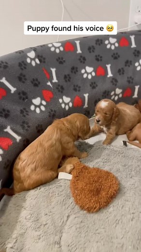 Adorable 2-Week-Old Goldendoodle Puppy Finding His Voice!