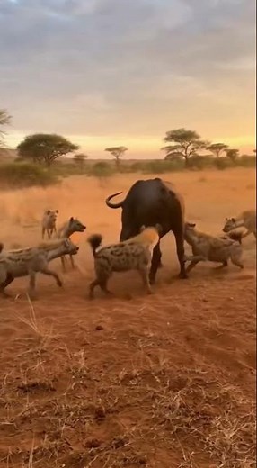 Hyenas Attack Buffalo in the Savanna
