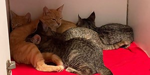 Leigh’s Lost and Found: Cat rescue saves more than a dozen cats from a cleared out homeless camp