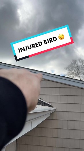 Rescuing an Injured Bird: A Heartfelt Story of Compassion
