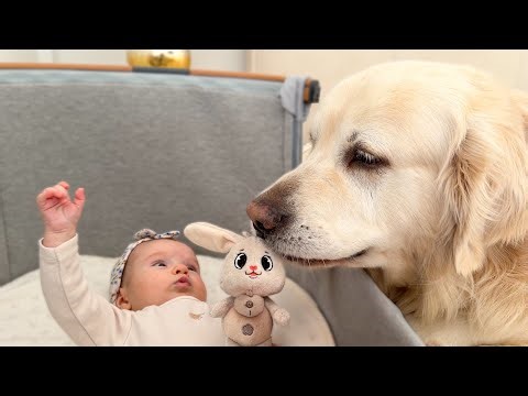 Baby and Golden Retriever Share the Cutest Moment Ever