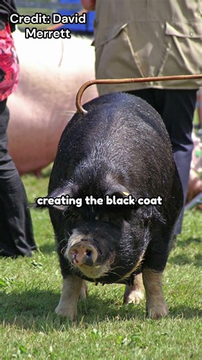 Meet the Berkshire pig | Breed 101
