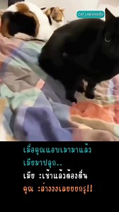 ส่างเลยมั้ยส้มมม #ทาสแมว #แมวน่ารัก #แมว #แมวตลก #CatLab #คนรักแมว | Cat Lab