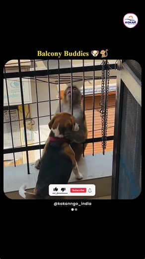 Cute Beagle Meets Curious Monkey on Balcony 🐶🐒 | Funny Animal Friendship #short #bestbuddiesstories