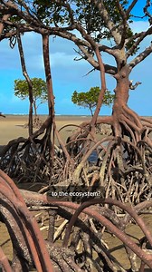 66 reactions | Look and learn with Meta AI ️ | Ray-Ban Meta | Facebook