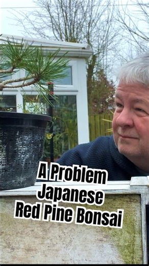 A Problem Japanese Red Pine