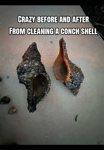 Watch this crazy before and after of me cleaning this conch shell I found the other day #fyp #seashells #shells #cleaningtiktok #cleaning
