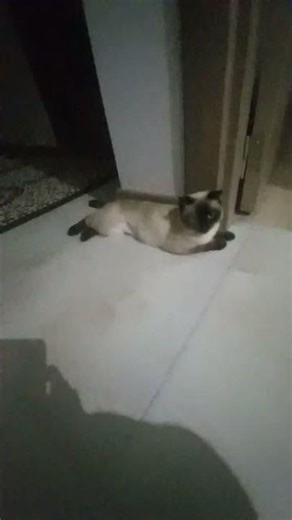 hanimiş benim pisişim