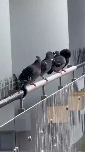 DIY Bird Spikes That Actually Work