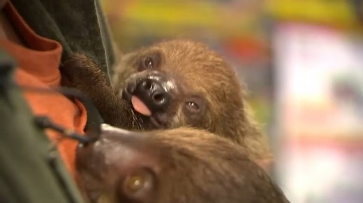 Bill banning sale of exotic animals introduced in NY after petting zoo sold kangaroos, sloths