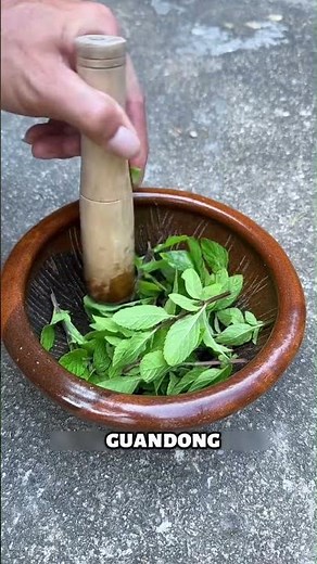 🌿 How mint is harvested and dried