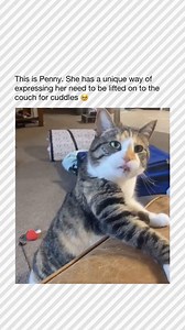 537K views · 7.7K reactions | Follow →@catsbeingcar← for More!  Did...