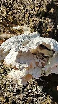 SNOW MUSHROOM!!! An unknown organism has appeared in the mushroom kingdom!
