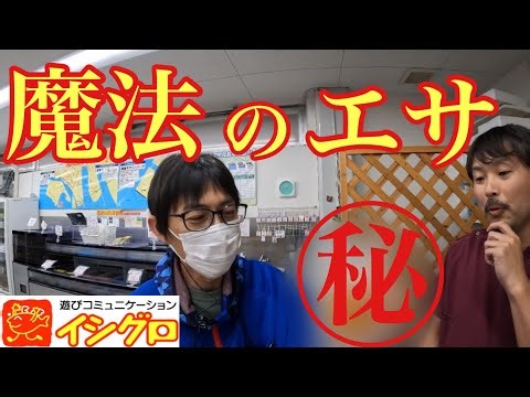 入れ喰い間違いなし⁉︎最強のエサが発売されました、【海上釣堀】
