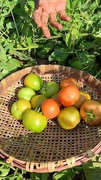 Fish Curry with Tomato | Simple Village Style Cooking 🍅🐟 #shorts #recipe #cooking