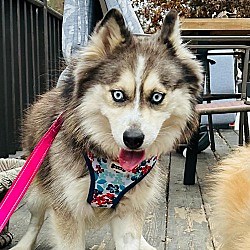 Lansdale, PA - Pomsky. Meet Paisley a Pet for Adoption - AdoptaPet.com