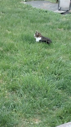 I zoomed in on Chucky after Thomas chased him #cat #shorts