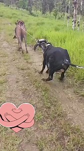 553K views · 6.6K reactions | Una buena mula! #viralreelsシ #viral #viralvideo #virals #viralreels #viralpost #danger #viralinstagram #Influencer | Charro Virtual | Facebook