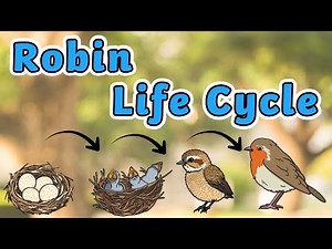 The Life Cycle of a Robin | Robin Life Cycle | Science for Kids! 🐦