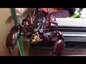 Giant Asian Forest Scorpion is ready to eat! Feeding video