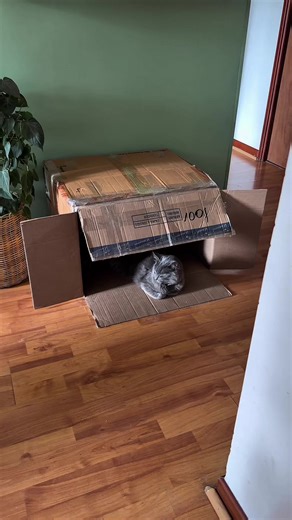 Arturo y su exclusivo penthouse para gatos 😼📦