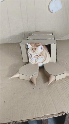 Unleashed: The Unique Species of QQ Cats