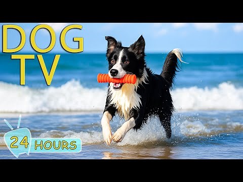 DOG TV: Best Videos Entertain for Dogs to Watch When Home Alone - Anti-Stress & Relax Music for Dogs