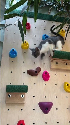 A Glimpse at the Cat Safari | Cat Boarding & Enrichment Activities
