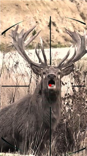 Red Stag Hunting | Caccia al cervo rosso | Caza del ciervo rojo