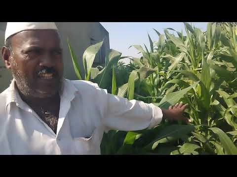 FODDER FOR GOAT | GOAT FARMING| SHELIPALAN | GREEN FODDER | MAIZE 🌽 FODDER | GOAT BUSINES | FODDER |