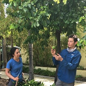 30 reactions · 3 comments | First black sapote (Diospyros nigra) aka chocolate pudding fruit harvested from this tree. Black sapotes are well adapted to South Florida’s climate and is worth tasting if you get the chance. #blacksapote #chocolate | Ready-to-Grow Gardens | Facebook