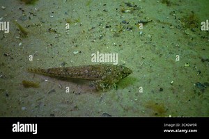 Callionymus risso, Risso's dragonet, is a species of dragonet native to the Mediterranean Sea as well as the Black Sea