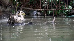 A swan floating in water. Swan family, with a white larges swans and little grey swans on the bank pond.