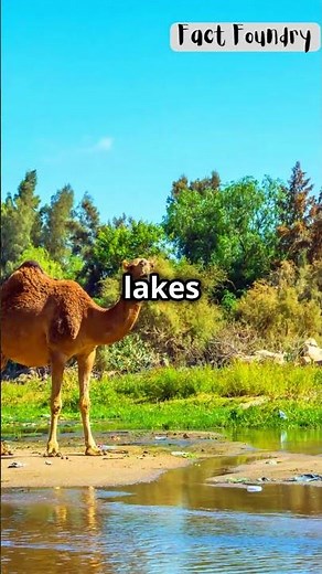 Sahara Desert Turning Green Again!! NASA's Stunning Discovery!! #sahara #green #shorts #nasa