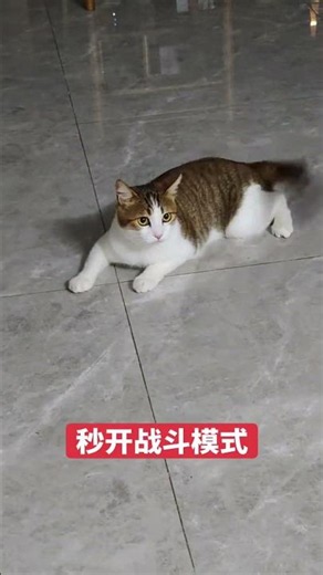 Activate Hunt Mode in One Click! 🐾 Ultimate Cat Tracker