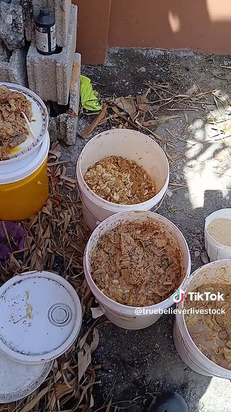 @Remii pig farming 🐷 @DurocpigFarm @ashley_journey_ @RB Farms🐷🧑‍🌾🐖🐐🐄 @Nutri-plus feed @Success Farms @AJ farm @Aleque’s Piggery Farm 🐷🌟🇯🇲 @backyardpigsja @