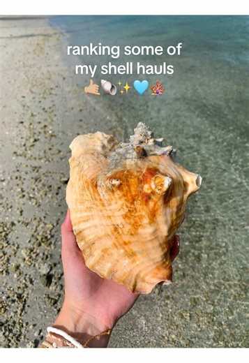 Top Seashells Ranked from My Beachcombing Hauls