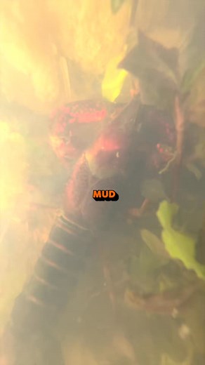 Y’all want more Crawfish Facts？! 🦞🎓 #crawfishfacts #crawfish #Louisiana | Grant Hamilton