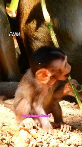 Super cute baby monkey, Little baby try to bit tree, Fresh Newborn Monkey 2672 | Fresh Newborn Monkey