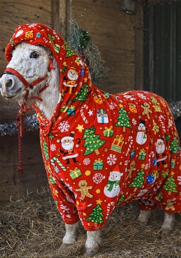 We couldn’t resist sharing this little burst of holiday joy! ✨ Our miniature horse is all wrapped up in the brightest, most cheerful Christmas rug, bringing serious festive vibes to the stable. From Santa and snowmen to trees and presents, this look is pure Christmas magic—and proof that even ponies love getting into the holiday spirit. 🎁❤️ If this doesn’t make you smile, we don’t know what will! #ChristmasPony #FestiveVibes #HolidayJoy #MiniHorse #ChristmasMagic #SantaStyle #StableLife #Equine