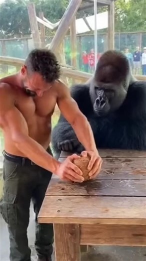 Man Tries to Crack a Coconut… What the Silverback Gorilla Does Next Shocks Everyone!