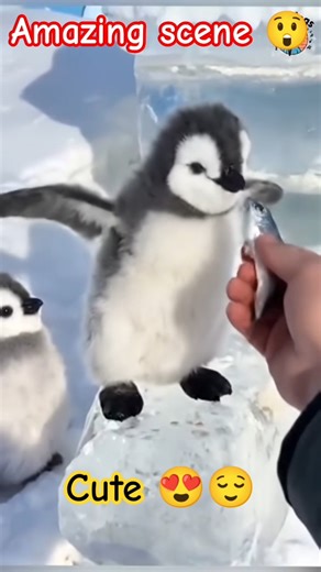 Cutest Baby Penguins Ever 🐧💖 | Viral Penguin Shorts 2025