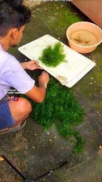 #gouramifish #gourami #aquarium #foxtailplant #aquariumliveplant #ornamentalfish #fish