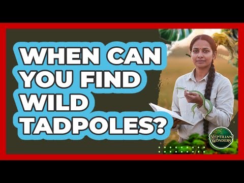 When Can You Find Wild Tadpoles?