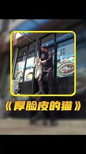 飯店來了一只愛睡覺的流浪貓，老板怎麽趕都不肯走。#animals #猫咪 #萌宠 #cute #shorts