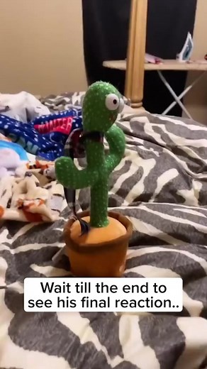 2.2K views · 14 reactions | Hilarious Talking Cactus Toy Prank on My Baby - Watch Their Reaction! | New Parents Centre | Facebook