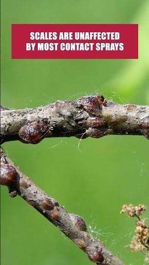 The Quick Guide to Getting Rid of Scale Insects! [DIY Pest Control]